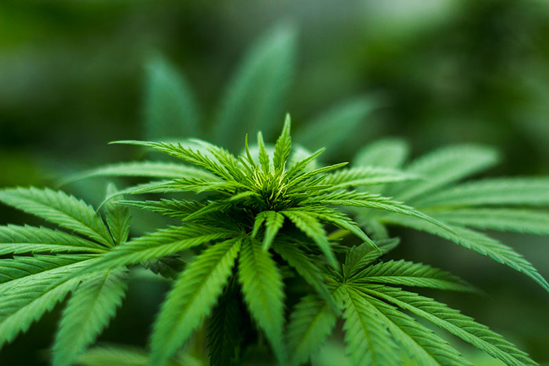 polemica sull'introduzione nel tariffario della cannabis ad uso medico