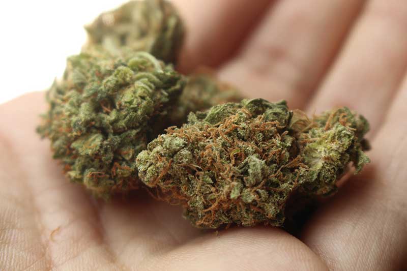 nuove polemiche sulla cannabis terapeutica in emilia